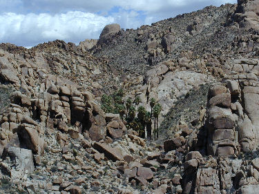 Lost Palms Oasis surrounded by rock