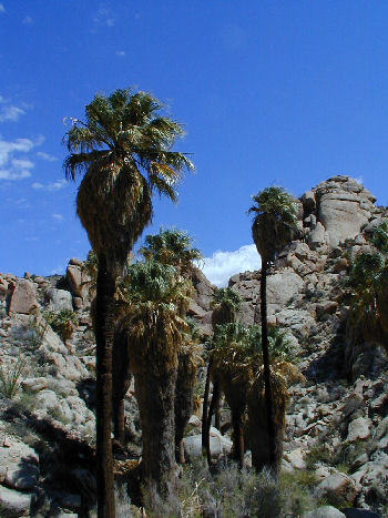 Lost Palms Oasis