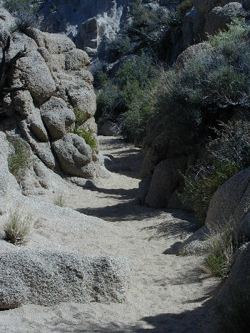 Trail to Lost Palms Oasis