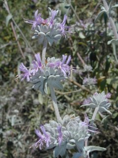 Sage in the canyon