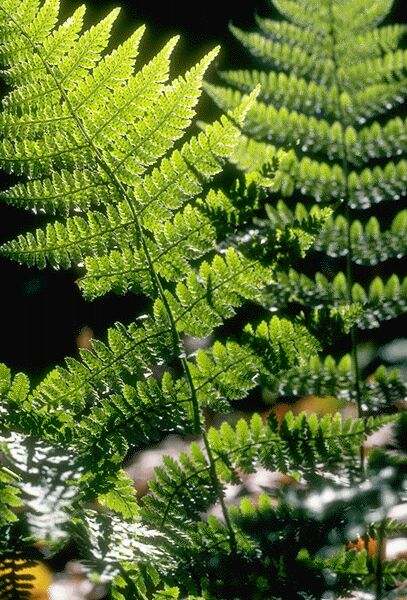 Leatherleaf Fern. Click on image to view the next image!