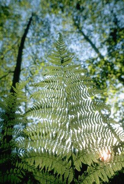 Leatherleaf Fern with the sun shining through. Click on image to view the next image!