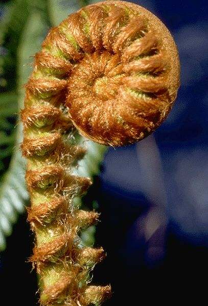 Fern frond about to unfold. Click on image to view the next image!