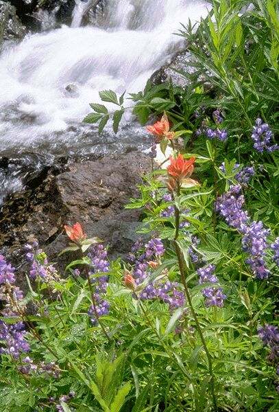 Indian Paintbrush and Lupine beside a mountain stream. Click on image to view the next image!