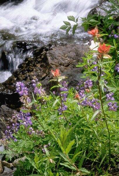 Indian Paintbrush and Lupine beside a mountain stream. Click on image to view the next image!