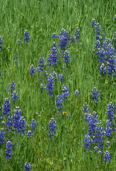 Lupine. Click on image to view the next image!