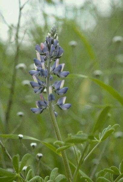 Closeup of Lupine. Click on image to view the next image!