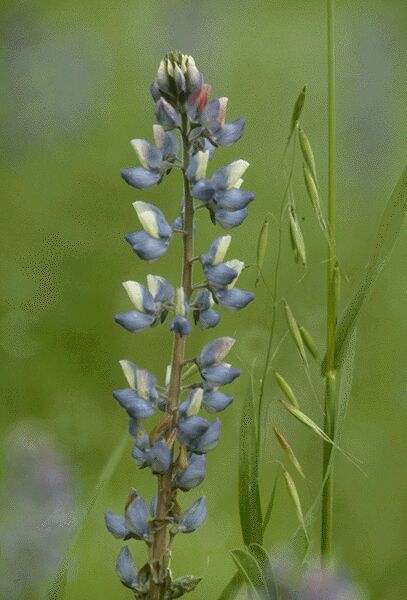 Closeup of Lupine. Click on image to view the next image!