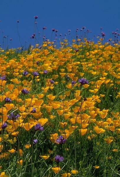 Golden Poppies and Lupine. Click on image to view the next image!