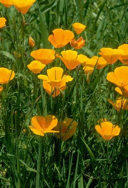 Close up of Golden Poppy. Click on image to view the next image!