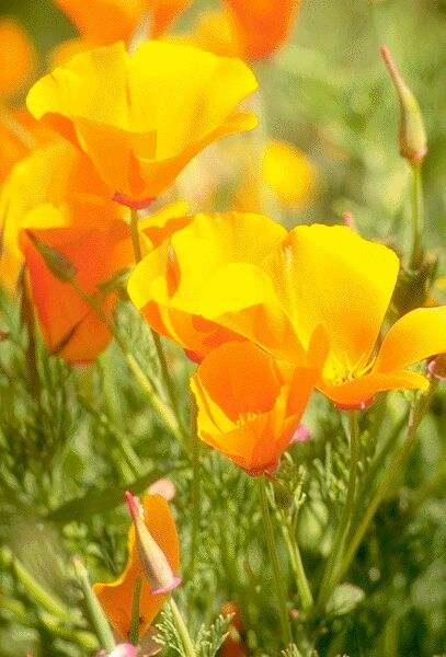 Close up of Golden Poppies. Click on image to view the next image!