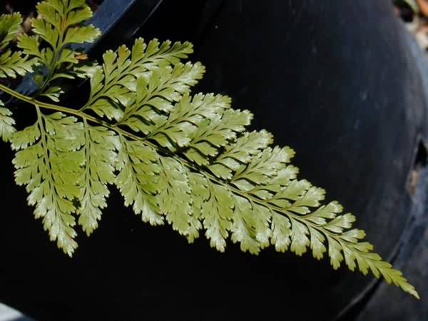 Leather Leaf Fern