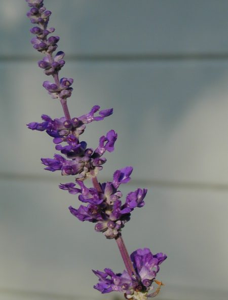 Lavender sage flower