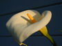 Calla Lilly at Sunset