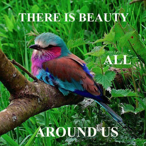 beauty all around us