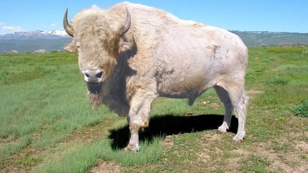 white buffalo prophecies the arrival of the  eighth fire