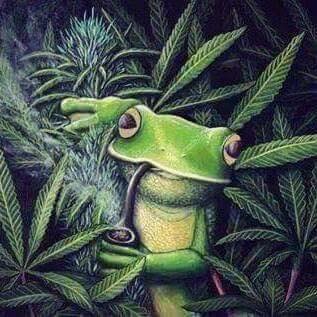 cannabinoid frog