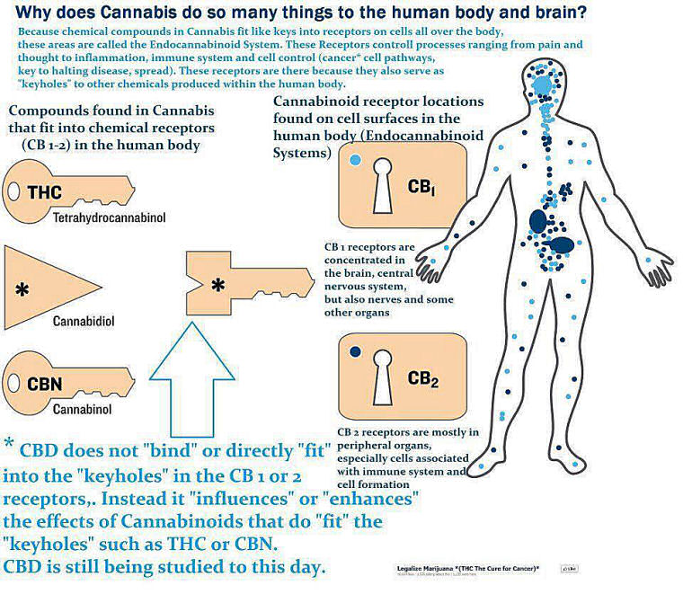 cannabinoid receptors