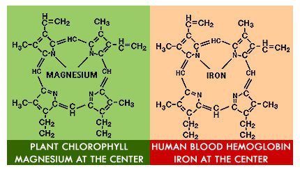 chlorophyll vs hemoglobin