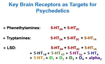brain receptors