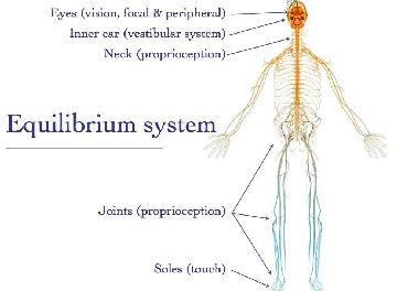equilbrium system